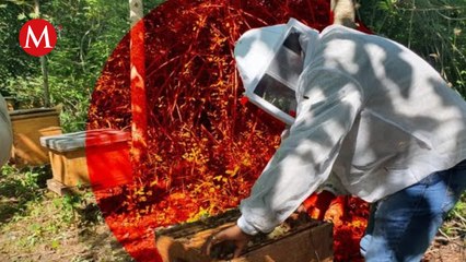 Apicultores construyen iniciativa de ley para proteger polinizadores en Oaxaca