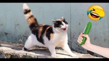Funniest Cats and Dogs  - Funny Animal Videos---#133#---فيديوهات مضحكة للحيوانات
