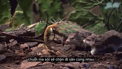 Chuột Ma Sói Bắt Sống Rắn Độc, Tấn Công Rết, Ăn Thịt Đồng Loại