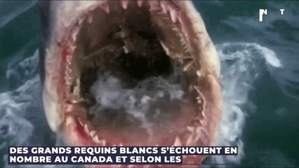 Des grands requins blancs s’échouent en nombre au Canada, selon les scientifiques c’est bien