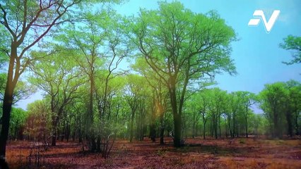 Astro Kasih memeterai janji dengan WWF bagi bantu memulihkan hutan negara