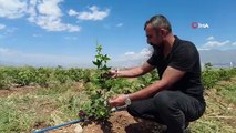 Erzincan'da atıl araziler tarıma kazandırılıyor - Tatlısu köyünde böğürtlen yetiştiriciliği