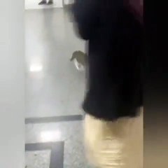 Yavrusunu hastaneye götüren kediye engel!