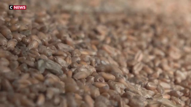 Normandie : les moissons retardées