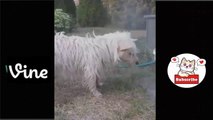 Best Funny Animal Videos Of The 2023  - Funniest Cats And Dogs Videos  Funny cat & dog videos