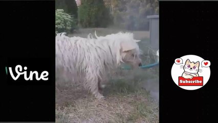 Best Funny Animal Videos Of The 2023  - Funniest Cats And Dogs Videos  Funny cat & dog videos