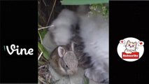 Best Funny Animal Videos Of The 2023  - Funniest Cats And Dogs Videos  Funny cat & dog videos  (2)