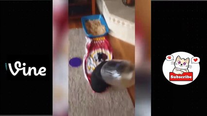 Best Funny Animal Videos Of The 2023  - Funniest Cats And Dogs Videos  Funny cat & dog videos  (3)