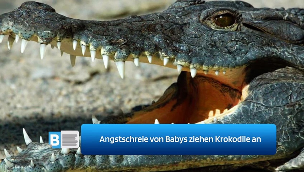 Angstschreie von Babys ziehen Krokodile an