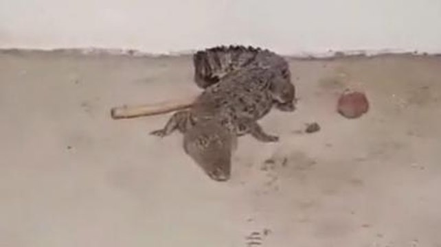 घर में घुसकर फर्श पर आराम फरमा रहा था मगरमच्छ, सुबह होते ही मच गई अफरा-तफरी