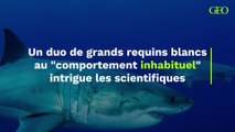 Les scientifiques intrigués par le “comportement inhabituel” d’un duo de grands requins blancs