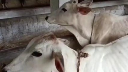 पेटी कांट्रेक्टर ने गौशाला निर्माण में कमीशनखोरी का लगाया आरोप, पूर्व CM ने किया ट्वीट