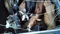 Cow smugglers were carrying cows and bullocks to the slaughter house