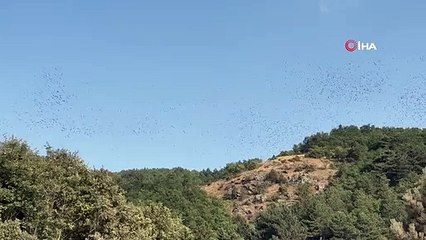 C'est ainsi que la danse unique des cigognes migratrices a été vue