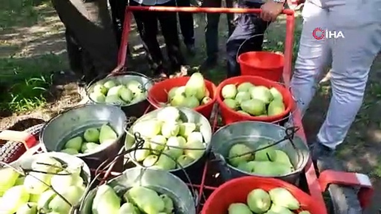 Başkan Aktaş armut hasatına katıldı...Sıcaktan bunalan çiftçilere dondurma ikram etti
