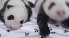 熊貓雙胞胎40天了！已經解鎖“熊貓皮膚”。Panda twins 40 days old! #Panda Skin has been unlocked.