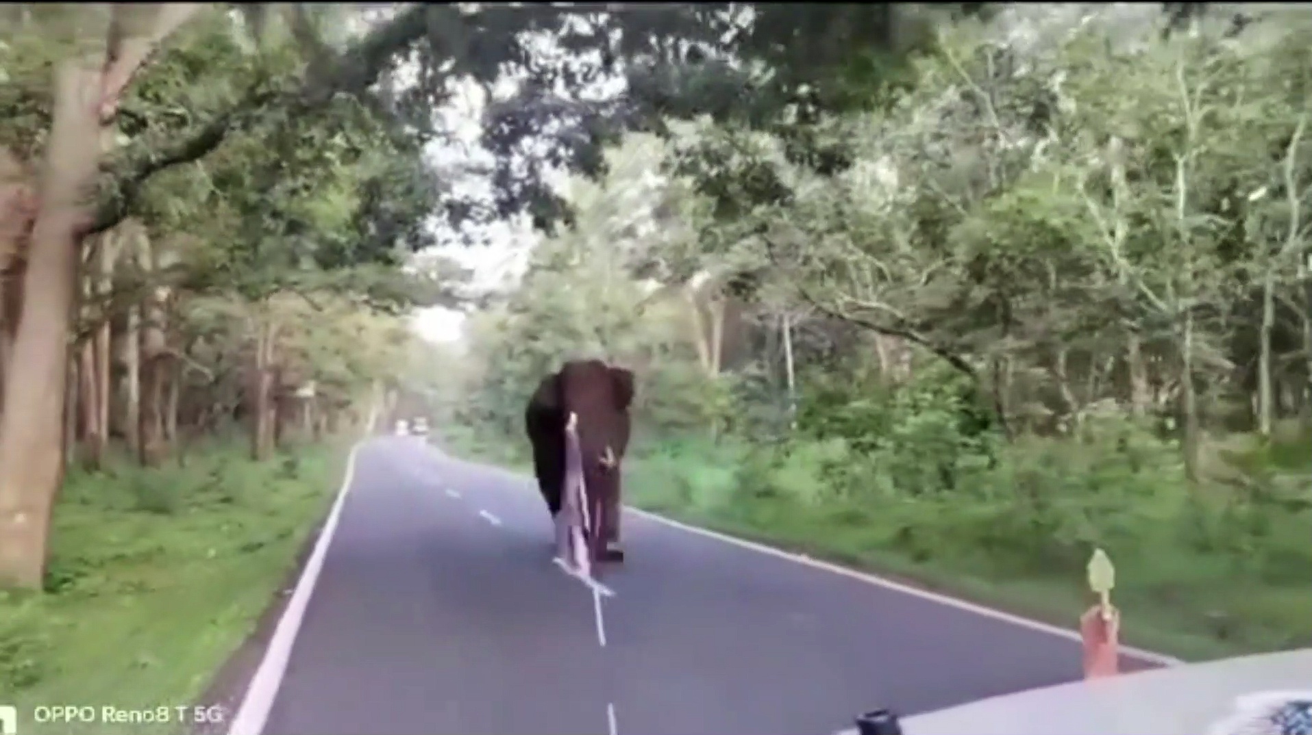 கூடலூர் சாலையில் வாகன ஓட்டிகளுக்கு உயிர் பயத்தை காட்டிய ஒற்றை காட்டு யானை; அச்சத்தில் ஓட்டுநர்கள்