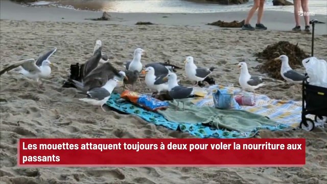 Les mouettes attaquent toujours à deux pour voler la nourriture aux passants: ' Les mouettes ne cessent de démontrer leur intelligence'