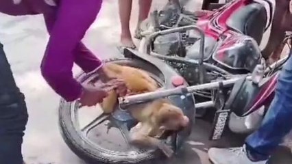 रायबरेली: चलती बाइक में अचानक फंस गया बन्दर, फिर हुआ यह