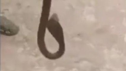 जबलपुर: घर मे छिपकर बैठा था कोबरा, हलक में अटकी सांसे