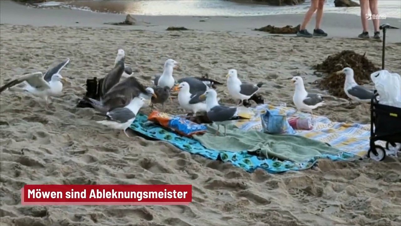 Möwen sind Ableknungsmeister