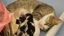 Hastanenin acil servisine ağzında taşıdığı yavrusu ile görüntülenen anne kedi sosyal medyada gündem oldu