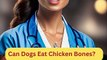 Can Dogs Eat Chicken Bones | Dog Food | Zudaan