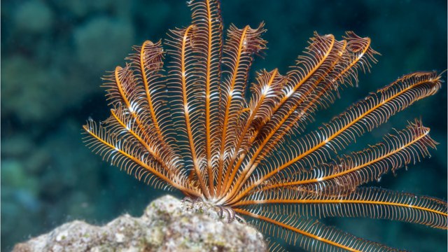 Neue Entdeckung: Forscher entdecken außergewöhnliche Tiefseekreatur in der Antarktis