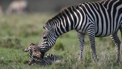 Adorable Moment Mother Greets Newborn CALF