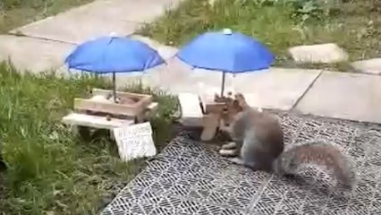Man Creates Pub Garden for SQUIRRELS