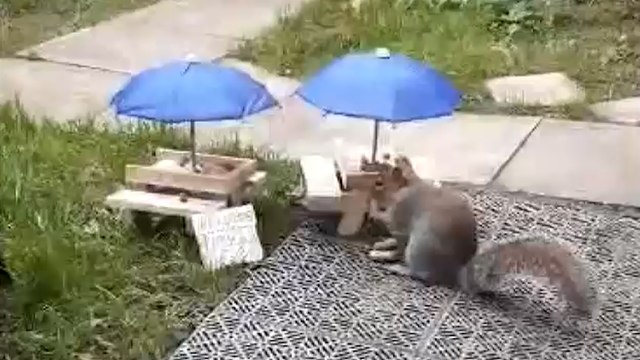 Man Creates Pub Garden for SQUIRRELS