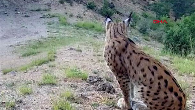 Nesli koruma altındaki vaşak, fotokapanla görüntülendi