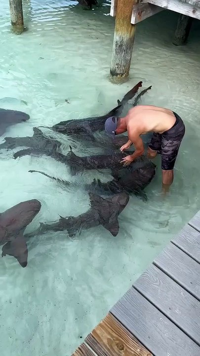 Instructor Talks to Nurse Sharks