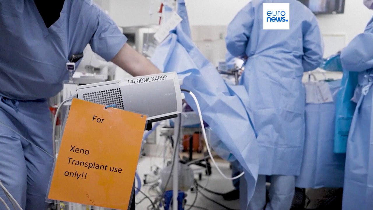 Rekord in der Medizin: Schweineniere arbeitet 32 Tage lang in menschlichem Körper