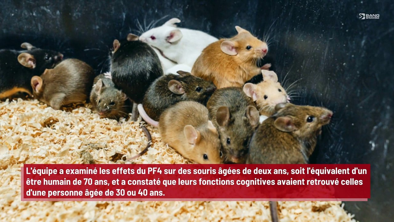 Des scientifiques font vieillir le cerveau de souris de plusieurs dizaines d’années !