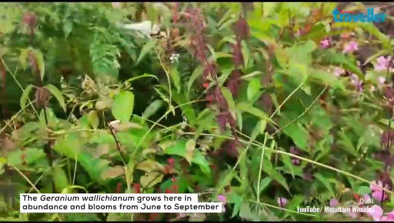 Where The Wildflowers Bloom | Valley of Flowers, Uttarakhand