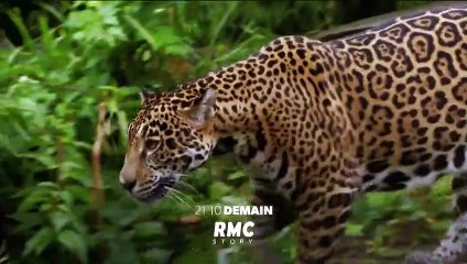 Retour à l’instinct primaire - 19 août