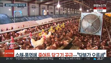 수해·폭염에 줄어든 닭고기 공급…"당분간 오름세"