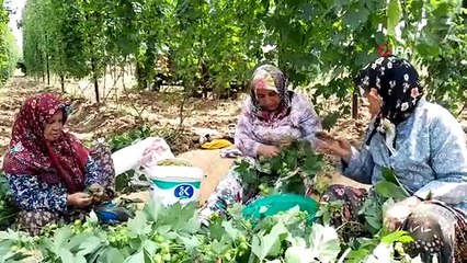 Bilecik'te Şerbetçi Otu Hasadı Başladı