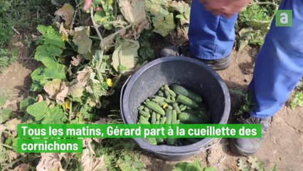 Une culture de cornichons à Maulde