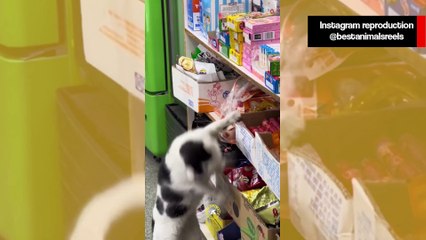 Vídeo hilário flagra cães e gatos ladrões de comida
