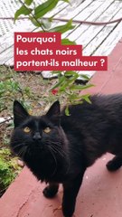 Pourquoi les chats noirs portent-ils malheur ?