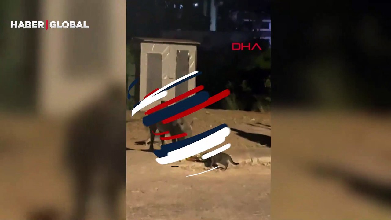 Yaban domuzu, yol kenarında bırakılan yemek artıklarını yiyen kedinin yemeğine ortak oldu