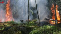 Ancient Extinction Caused by Wildfires Is a Warning for Our Modern Crisis