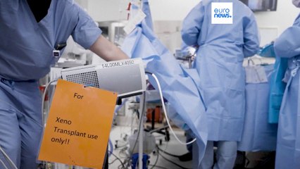 Pig kidney works in a donated body for over a month, a step toward animal-human transplants