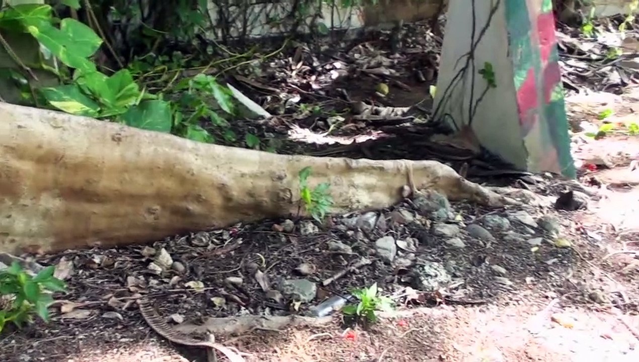 5-CHRONIQUE DES ARTISTES ARTBEMAO 2010