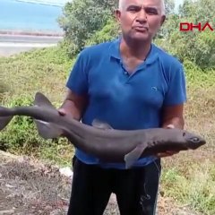 Akdeniz'de hiç görülmemiş 'Ninja' balığını yakaladı