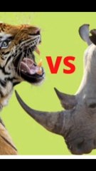 #rino vers tiger #dailymotion