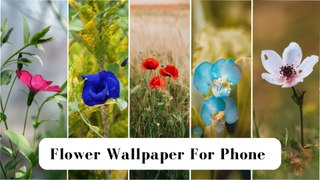 Flower Wallpaper For Phone || Beautiful Flower Wallpaper For Phone || Flower Wallpaper