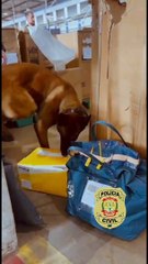 Operação da PCDF coíbe distribuição de cigarros eletrônicos contrabandeados